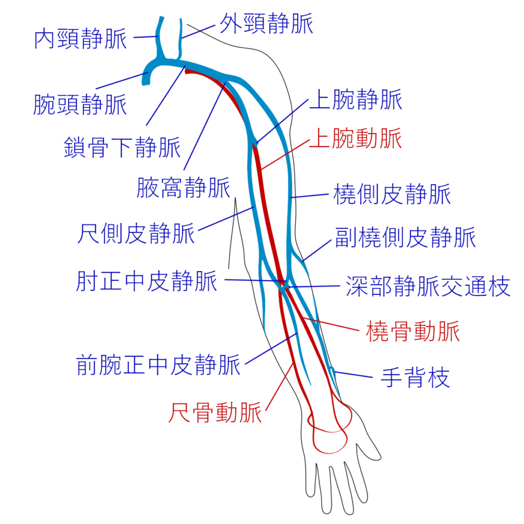 静脈の走行